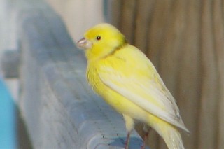 webassets/canary.jpg