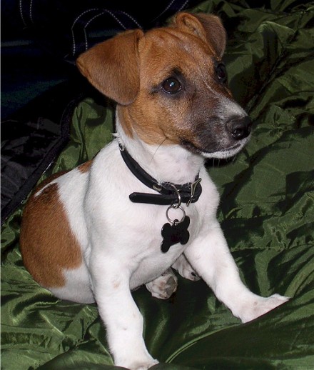 webassets/jack_russell.jpg