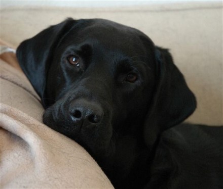 webassets/labrador.jpg