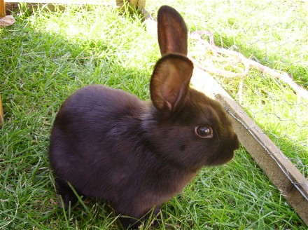 webassets/rabbit.jpg